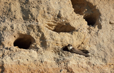 The sand martin - Riparia riparia - at its nest