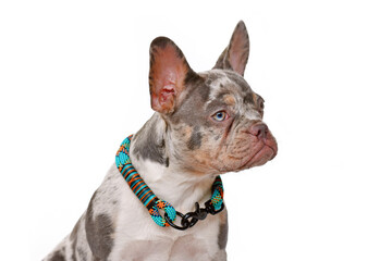 Portrait of Merle tan colored French Bulldog dog with collar on white background