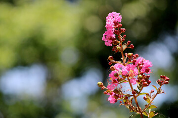 Lagerstroemia indica flowers and buds.