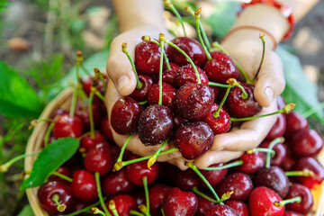 A child harvests cherries in the garden. Selective focus.