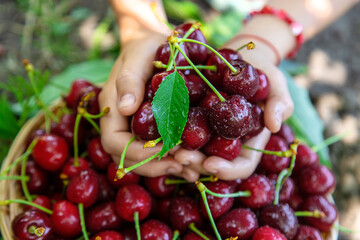 A child harvests cherries in the garden. Selective focus.