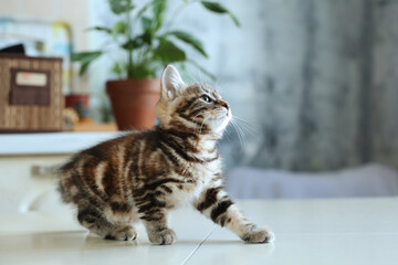 cute domestic pet, blue background, at home.