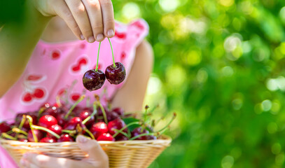 A child harvests cherries in the garden. Selective focus.
