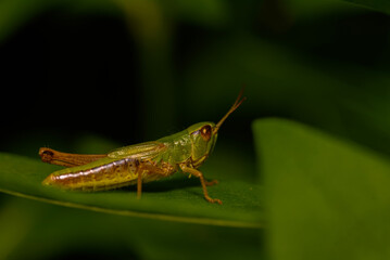 Grasshopper on a green leaf.
