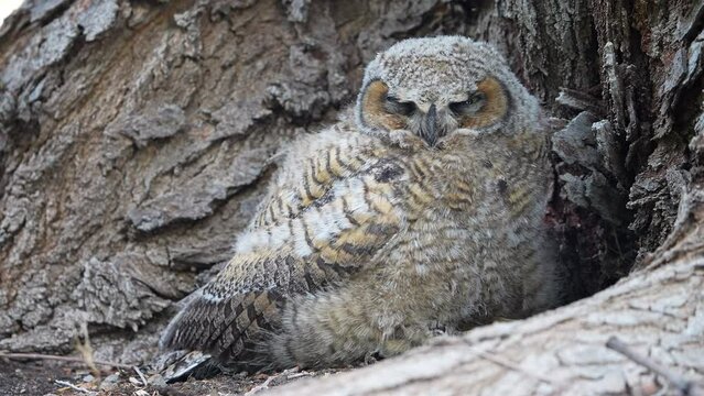 Great Horned Owl hiding at the base of a tree trunk after it fledged the nest.