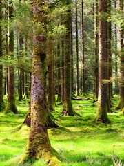 The middle of coniferous forest, Gougane Barra, Ireland