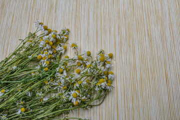 German Chamomile Flowers in Bloom in Springtime
