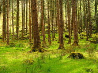 Obraz premium Brown bark trees on green grass, Gougane Barra, Ireland