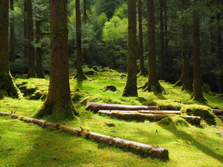 Wood on green grass in coniferous forest, Gougane Barra, Ireland