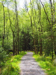 Fototapeta na wymiar Narrow path between high trees