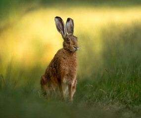 hare in the meadow at sunrise 
