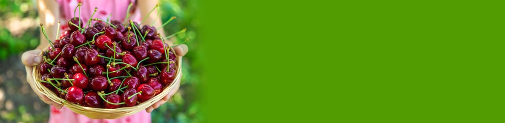 A child harvests cherries in the garden. Selective focus.