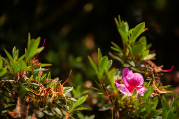pink and yellow flower