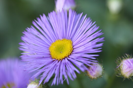 fleabane flower in purple macro