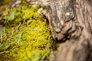 moss on tree