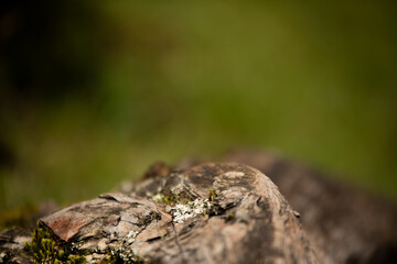 tree bark and moss