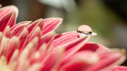 Pink flower petals with water drop close up. Macro photography of gerbera flower petals with dew. 