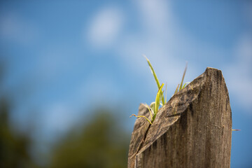 grass on a fence