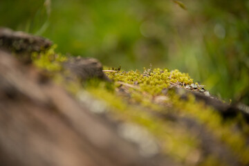 moss on a trunk
