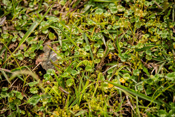 grass in the forest background texture