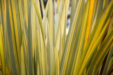 yellow and green leaf blades