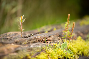 moss on the stone