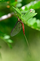 Große Eintagsfliege // Green drake,  green drake mayfly (Ephemera danica)