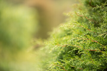 green grass background