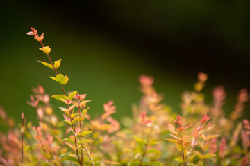 flowers in the garden