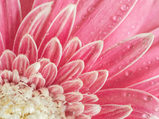 Pink gerbera close-up for natural background. Macro flower petals