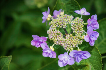 薄紫のヤマアジサイ