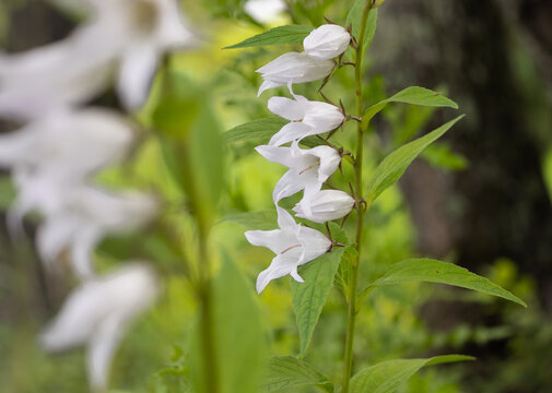 weiße Breitblättrige Waldglockenblume
