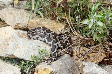Ottoman viper, rock viper, coastal viper (Montivipera xanthina)