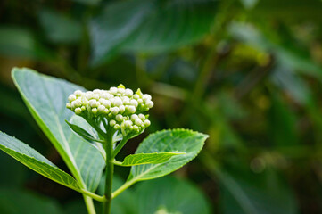 アジサイのつぼみ
