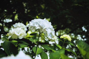 白いアジサイ