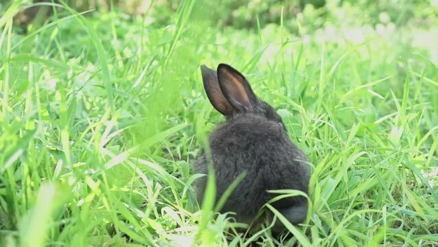 Charming little dark rabbit eats fresh juicy young grass on a green sunny meadow. Slow motion shot. European hare sitting in the grassSymbol of Easter day