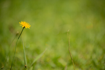 yellow dandelions in the field