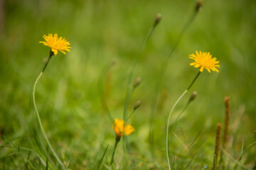 field of dandelions