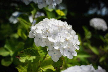 白いアジサイ