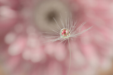 A drop of water on a dandelion fluff with a reflection of a pink flower inside. natural background.