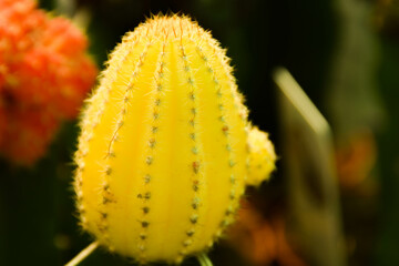 cactus amarillo
