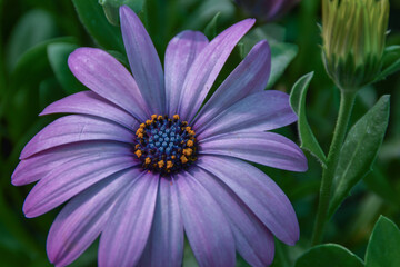 Obraz premium Flor morada