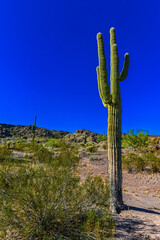Desert landscape with cacti, in the foreground fruits with cactus seeds, Cylindropuntia sp. in a...