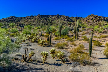 Desert landscape with cacti, in the foreground fruits with cactus seeds, Cylindropuntia sp. in a...