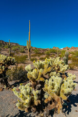 Desert landscape with cacti, in the foreground fruits with cactus seeds, Cylindropuntia sp. in a...