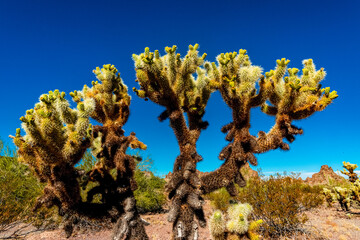 Desert landscape with cacti, in the foreground fruits with cactus seeds, Cylindropuntia sp. in a...