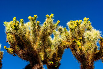 Desert landscape with cacti, in the foreground fruits with cactus seeds, Cylindropuntia sp. in a...