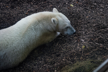 A polar bear playing and lying on the ground.