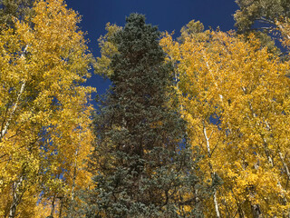 Fototapeta premium autumn trees in the forest