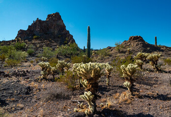 Desert landscape with cacti, in the foreground fruits with cactus seeds, Cylindropuntia sp. in a...
